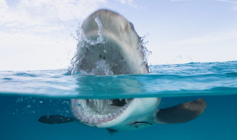 An image of a shark with its mouth wide open at the ocean surface.