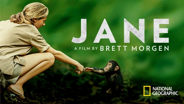 Jane Goodall reaching out to a baby chimpanzee.